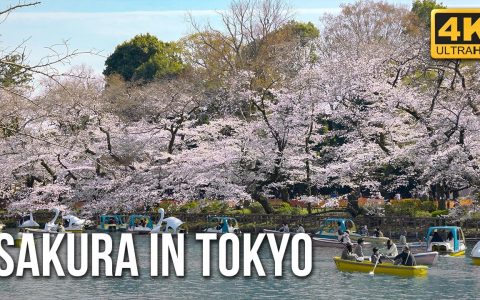 Cherry Blossom in Tokyo 2021 – Sakura Viewing Tour