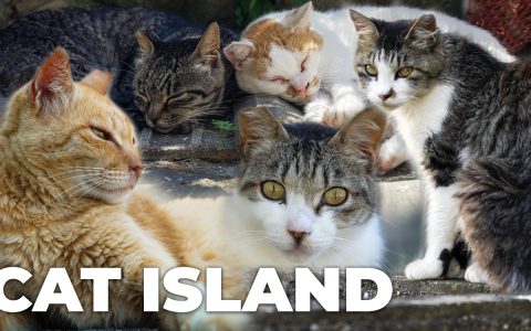 CAT ISLAND 2021 – How are Japan’s Island Cats Coping without Tourists?