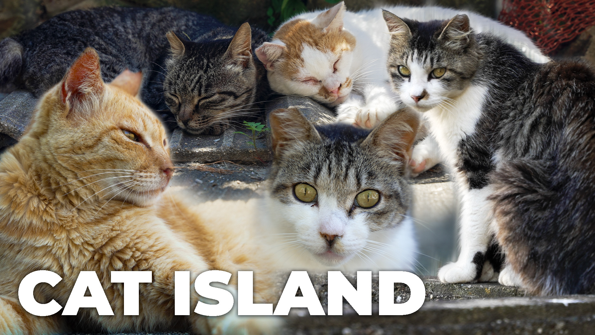 Aoshima, the cat island