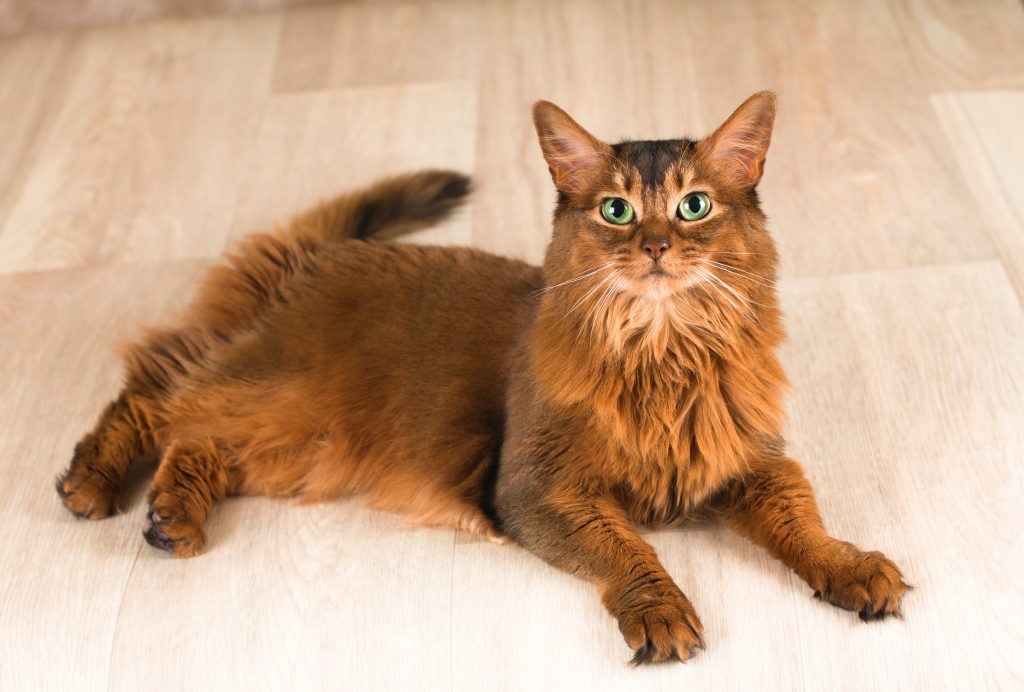 10 Most Popular Cat Breeds in the U.S. — Hillrose Pet Resort