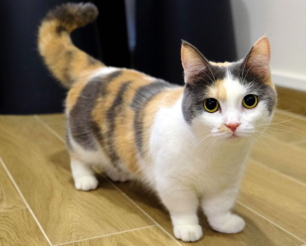 Japanese cheap cat breeds