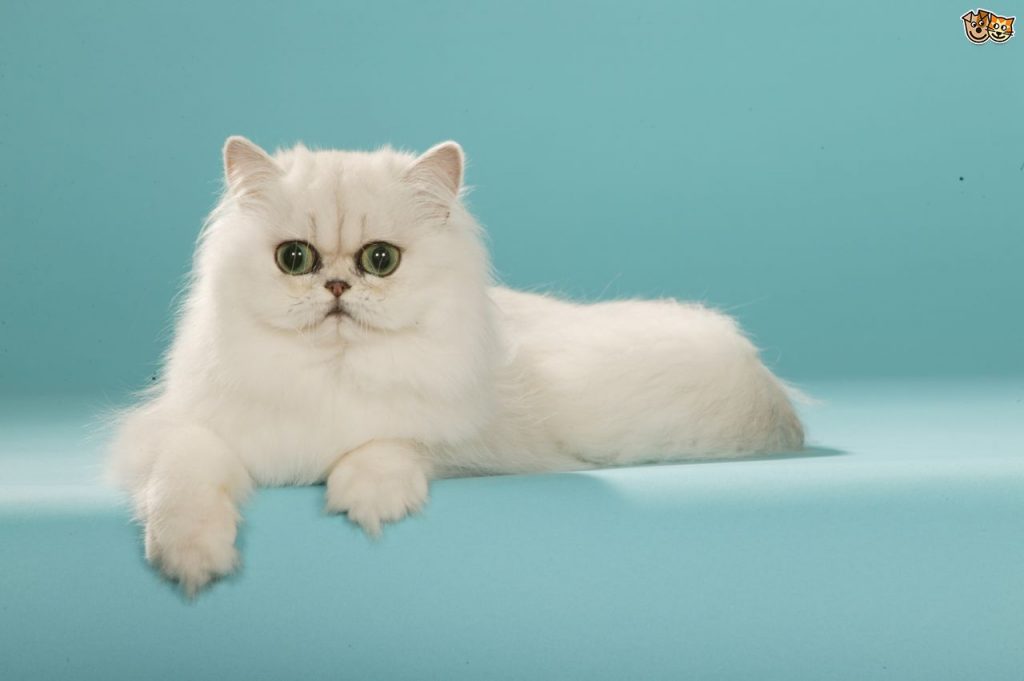 Popular japanese 2024 cat breeds