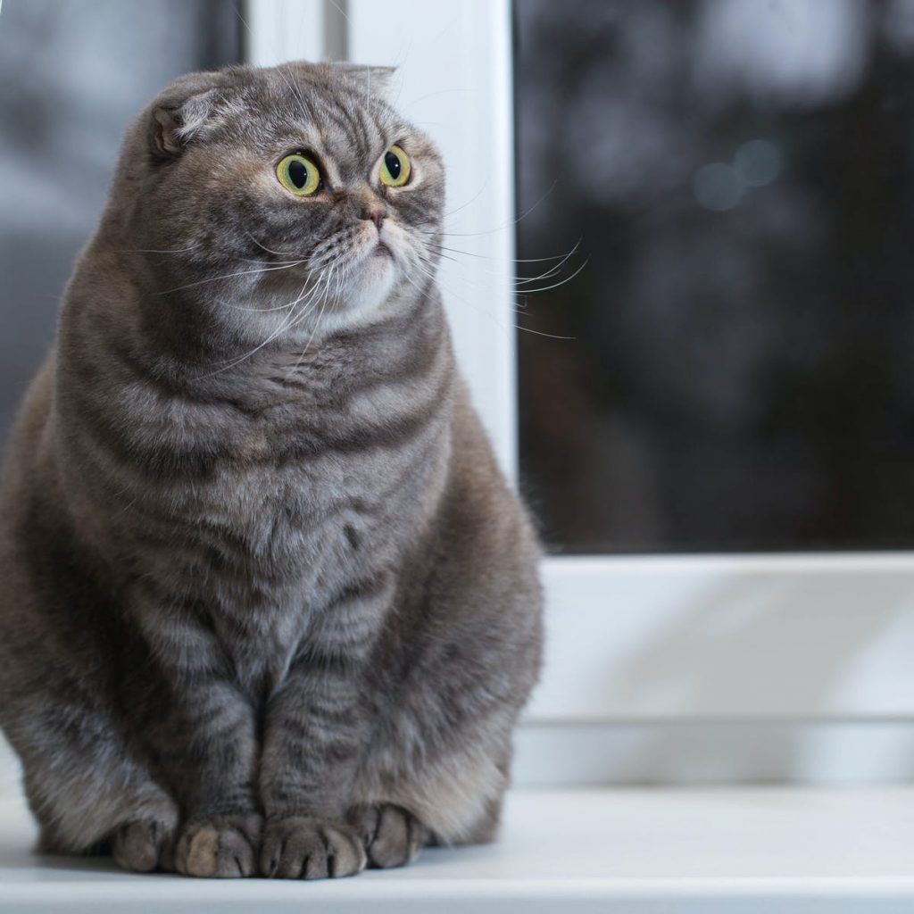 The Top 10 Most Popular Breeds of Cats in Japan Japan Insider