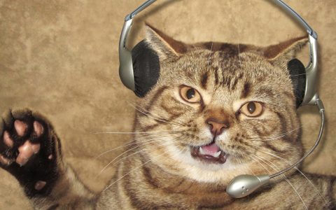 cat with a headset microphone!