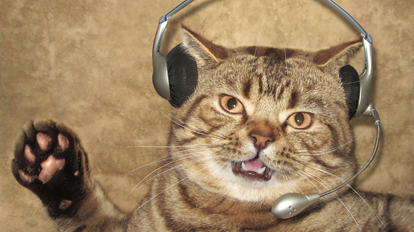 cat with a headset microphone!