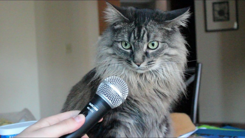interviewing your cat with nyantalk. 