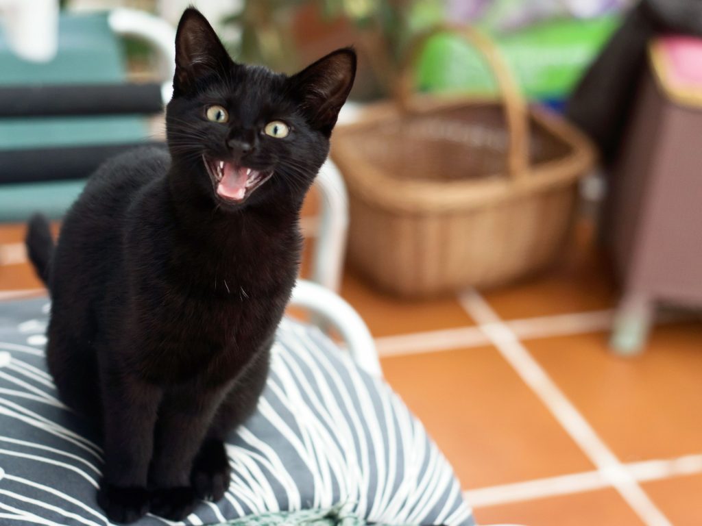 An image of a cat that looks like its talking or happy to see you.  