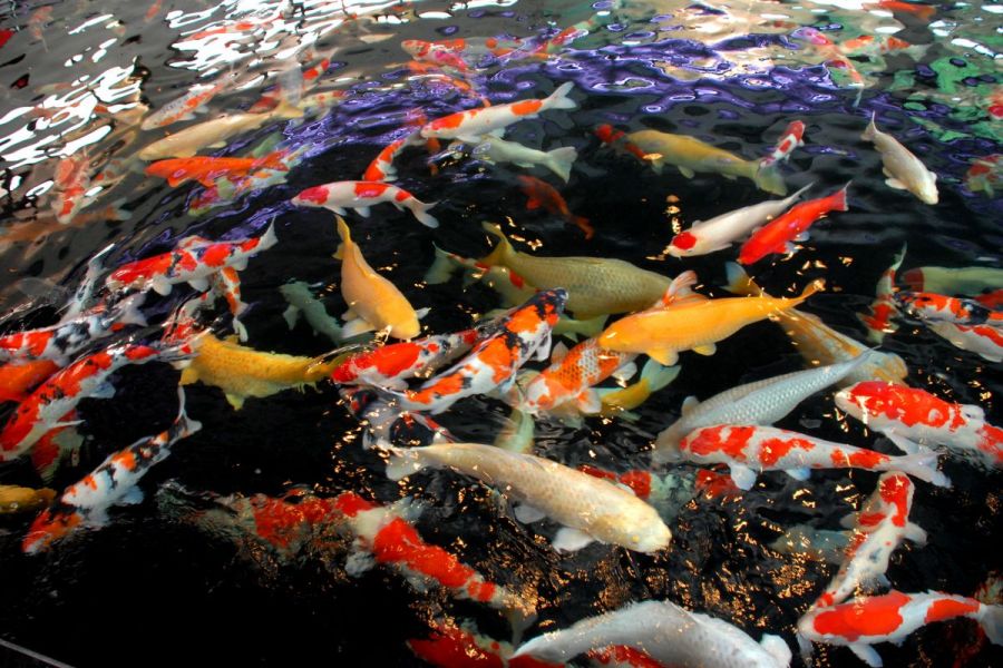Nishikigoi (錦鯉) or colorful carp