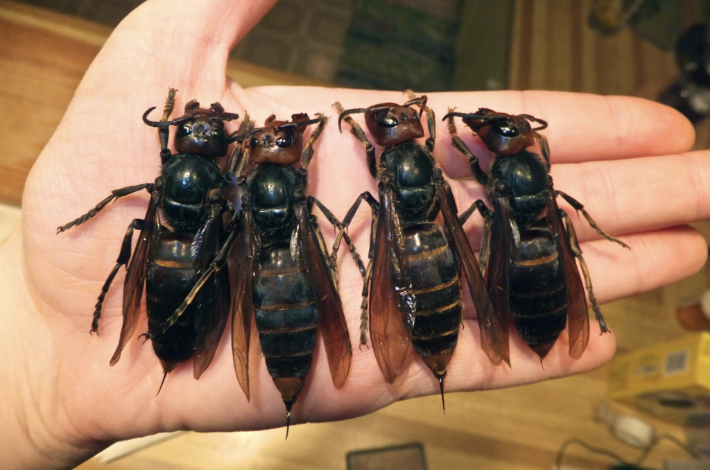 japanese giant murder hornet