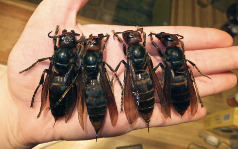 japanese giant murder hornet