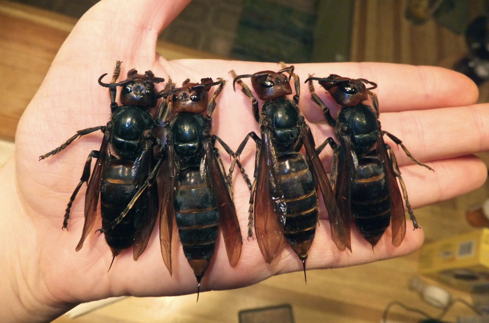 japanese giant murder hornet