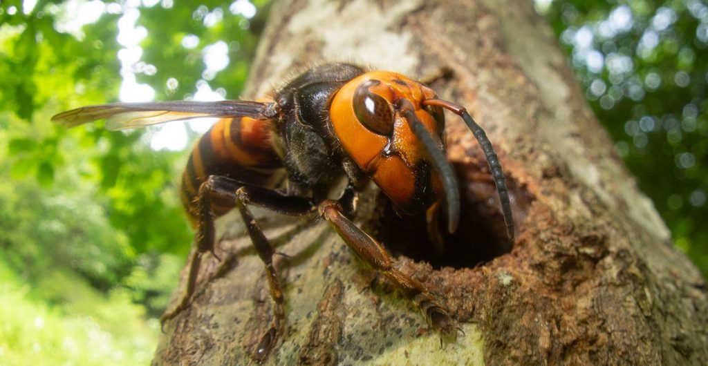 japanese murder hornet up close 