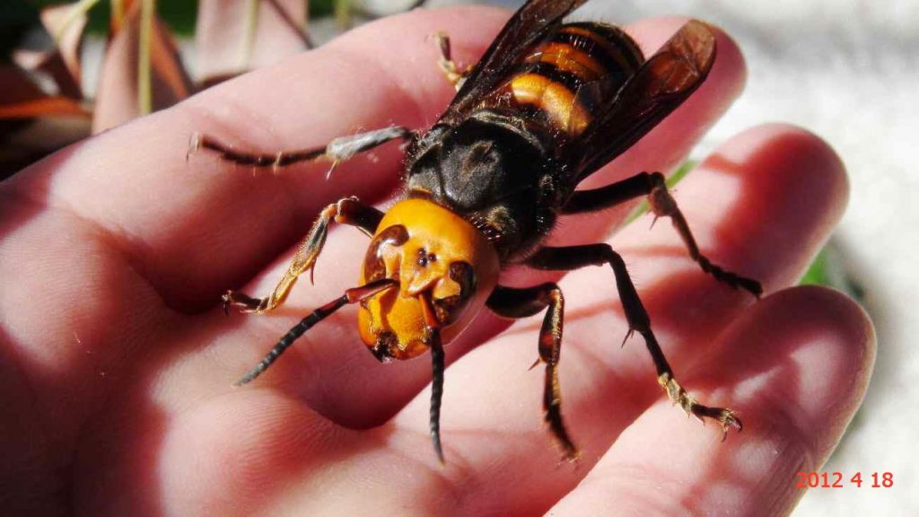 giant murder hornet on hand