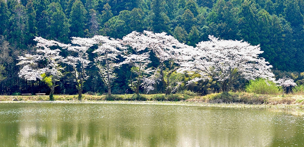 hatoyama cherry blossom trees