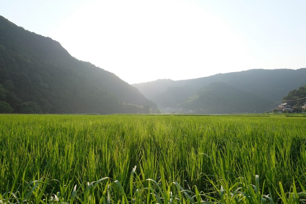 hatoyama rice fields